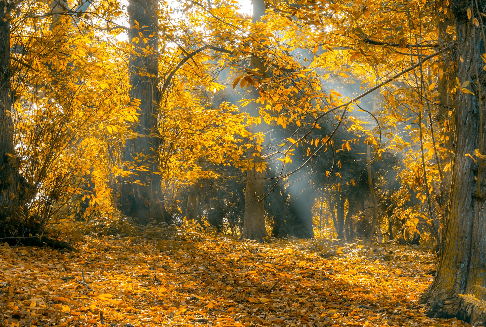 autumn autumn leaves branch bright